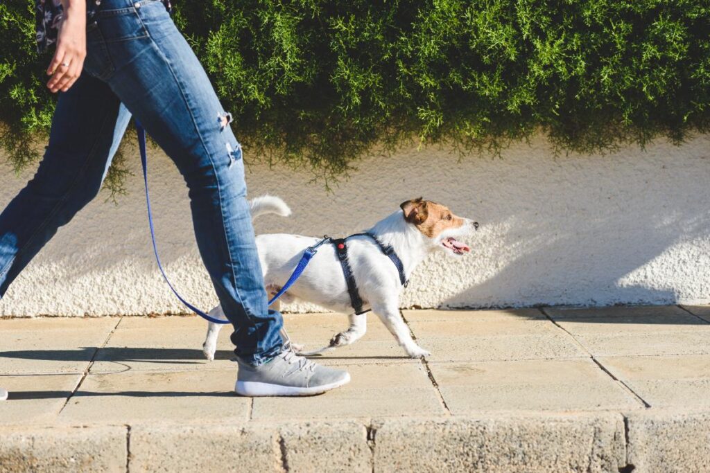 picture of a person walking their dog on a sunny day as one of many activities that can help your mental health