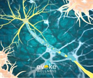 nerve endings and neurons connect within the parasympathetic nervous system