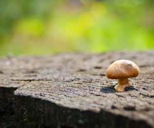 image of a hallucinogenic mushroom as an explanation for what is DMT?